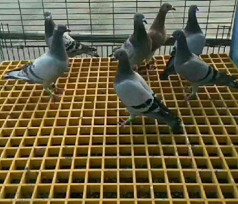 Green FRP Grating For Platform Or Walkway Use And Customized Size And Color